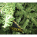 Ель Royal Christmas Promo Tree Standard hinged 29240 (240см)