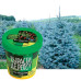 Набор для выращивания растений Вырасти Дерево! Ель канадская голубая zk-048 (3)